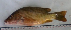 Lutjanus argentiventris