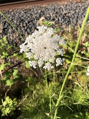 Daucus carota