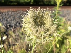 Daucus carota