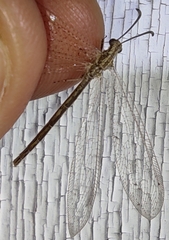Neuroleon arenarius