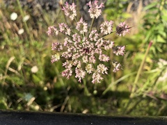 Daucus carota