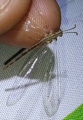 Neuroleon arenarius
