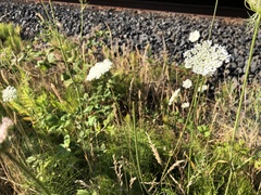 Daucus carota