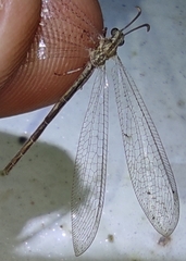 Neuroleon arenarius
