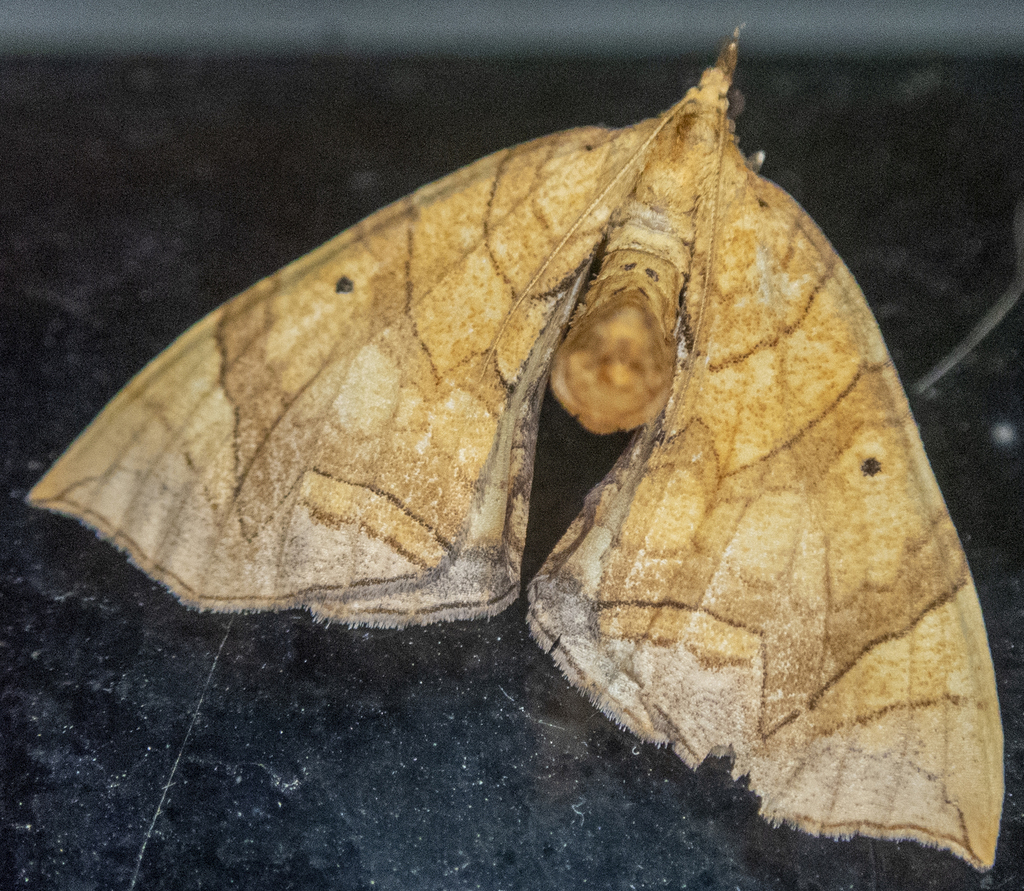 Greater Grapevine Looper Moth from Shepard Settlement, Onondaga County ...