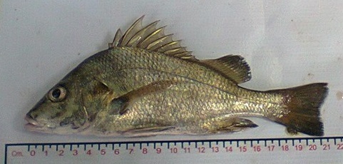 Longspine grunt (Pomadasys macracanthus) — Haemulidae