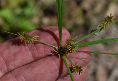 Cyperus scaber
