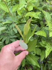 Salix myricoides