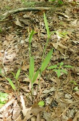 Cleistesiopsis bifaria
