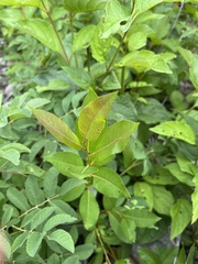 Salix myricoides