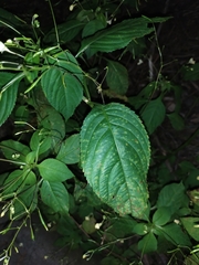 Puccinia komarovii