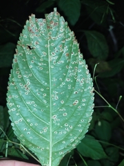 Puccinia komarovii