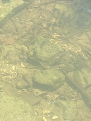 Semotilus atromaculatus