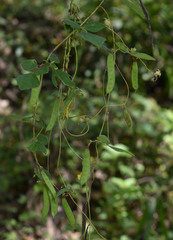 Dunbaria punctata