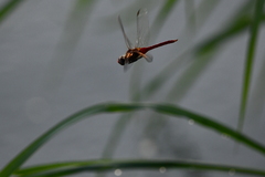 Brachymesia furcata
