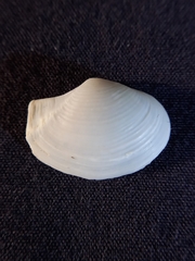 Myadora pandoriformis