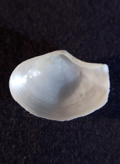 Myadora pandoriformis