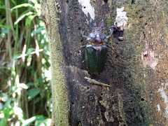 Sphaenognathus alticollis