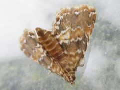 Elophila turbata