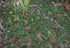 Pycnospora lutescens