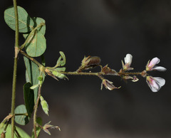 Pycnospora lutescens