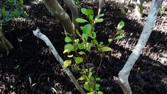 Aegiceras corniculatum