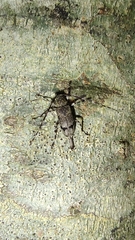 Graphisurus despectus