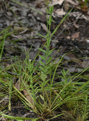 Pimelea cornucopiae