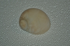 Image of Polinices lacteus