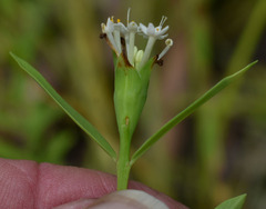 Pimelea cornucopiae