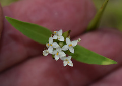 Pimelea cornucopiae