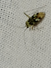 Phytocoris tiliae