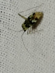 Phytocoris tiliae