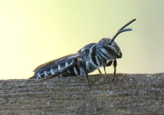 Cyrtocoelioxys