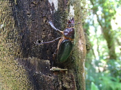 Sphaenognathus alticollis