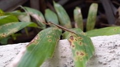 Musonia remota
