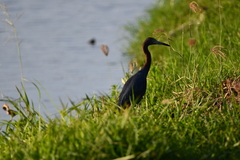 Egretta caerulea