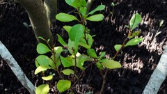 Aegiceras corniculatum