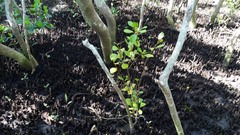 Aegiceras corniculatum