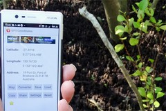 Aegiceras corniculatum