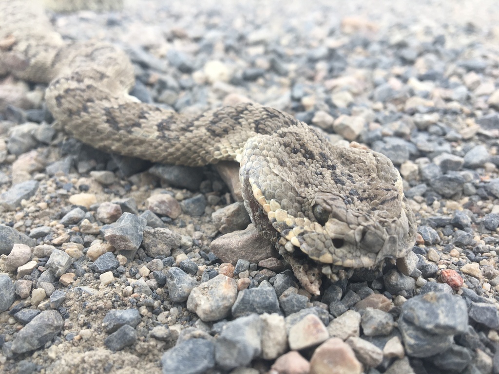 Nevada Rattlesnakes Great Basin Rattlesnake from Lander County, US-NV, US on August 1, 2022 ...