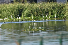 Egretta thula