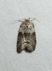 Polygrammate cadburyi