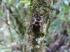 Sphaenognathus metallifer