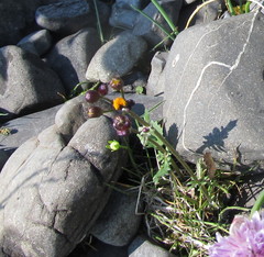 Packera pauciflora