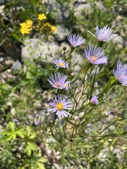 Symphyotrichum anticostense