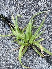 Cyperus nipponicus
