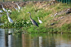 Ardea herodias