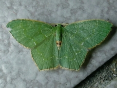 Chloropteryx nordicaria