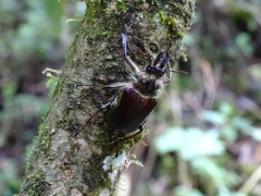 Sphaenognathus metallifer